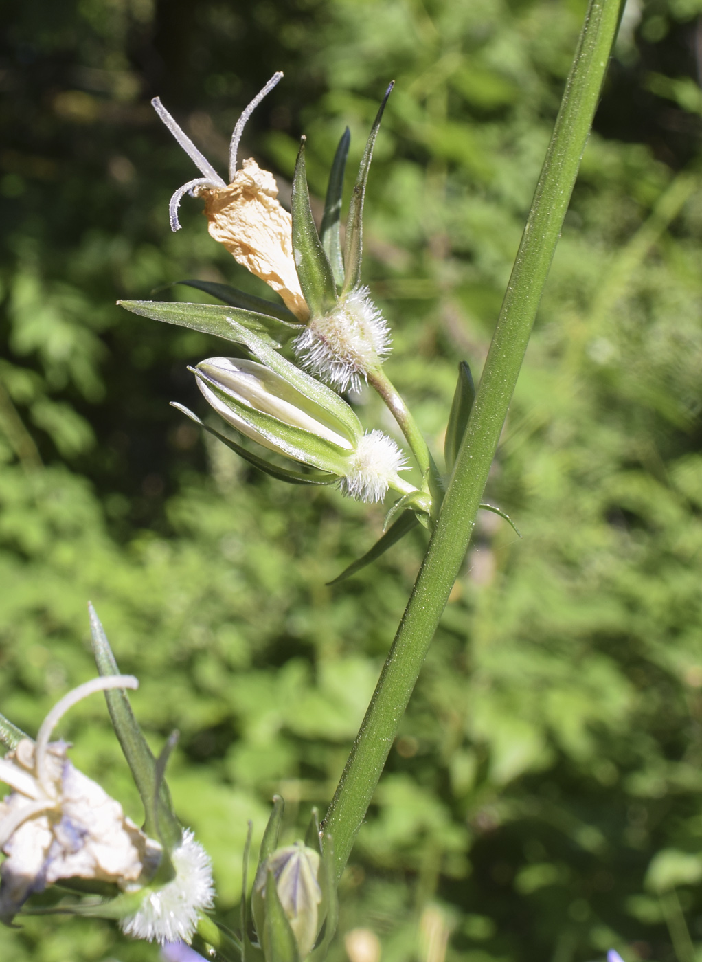Image of Campanula persicifolia specimen.
