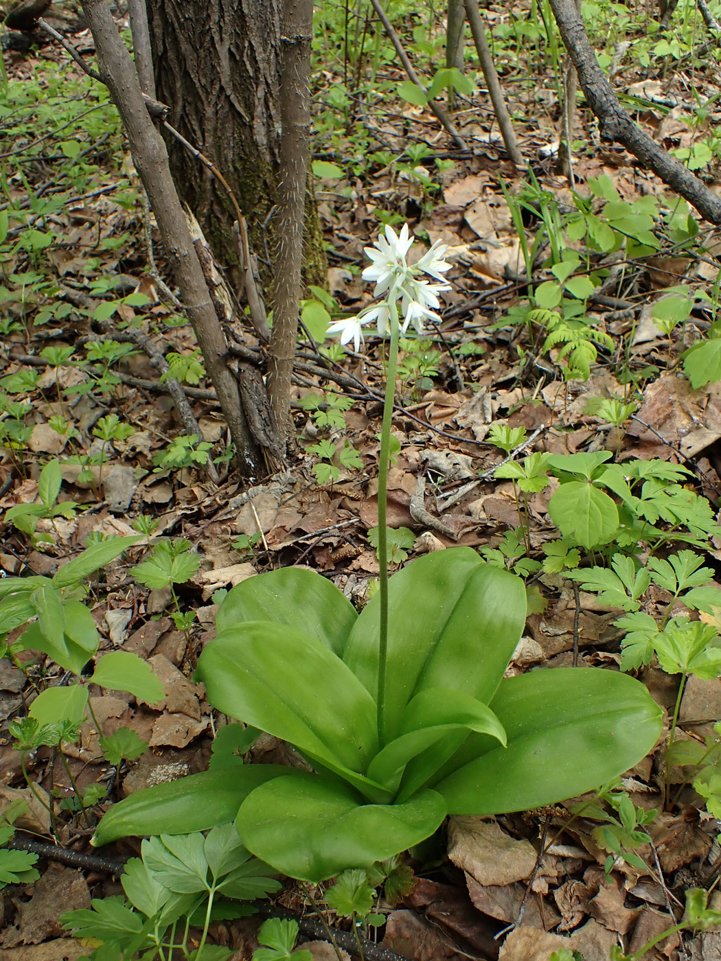 Изображение особи Clintonia udensis.