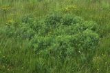 Lathyrus palustris. Куртина бутонизирующих и расцветающих растений в окружении цветущих Potentilla anserina, Juncus gerardi и Calamagrostis groenlandica. Ленинградская обл., Ломоносовский р-н, окр. Шепелёвского маяка; п-ов Каравалдай, южная оконечность, берег Финского залива, приморский луг. 12.06.2026.