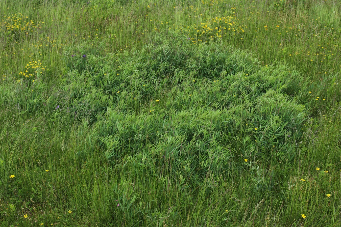 Image of Lathyrus palustris specimen.