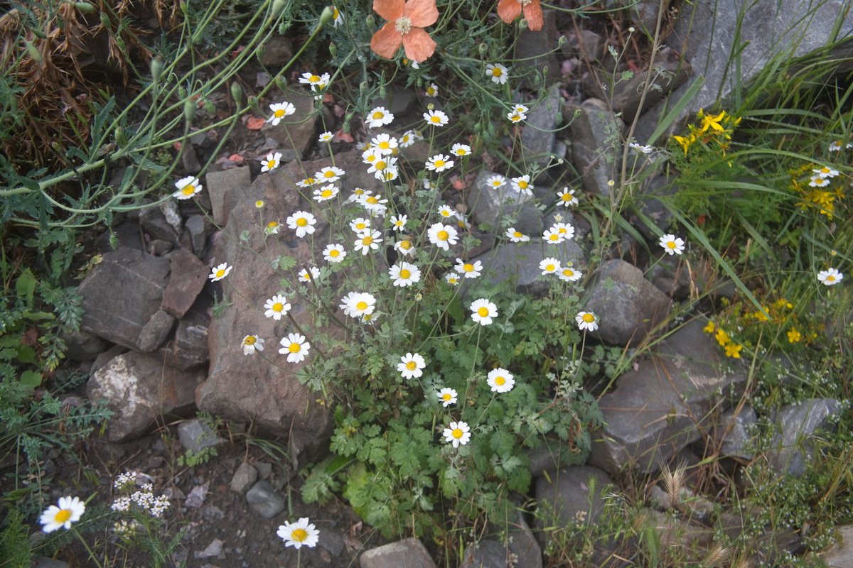 Image of familia Asteraceae specimen.