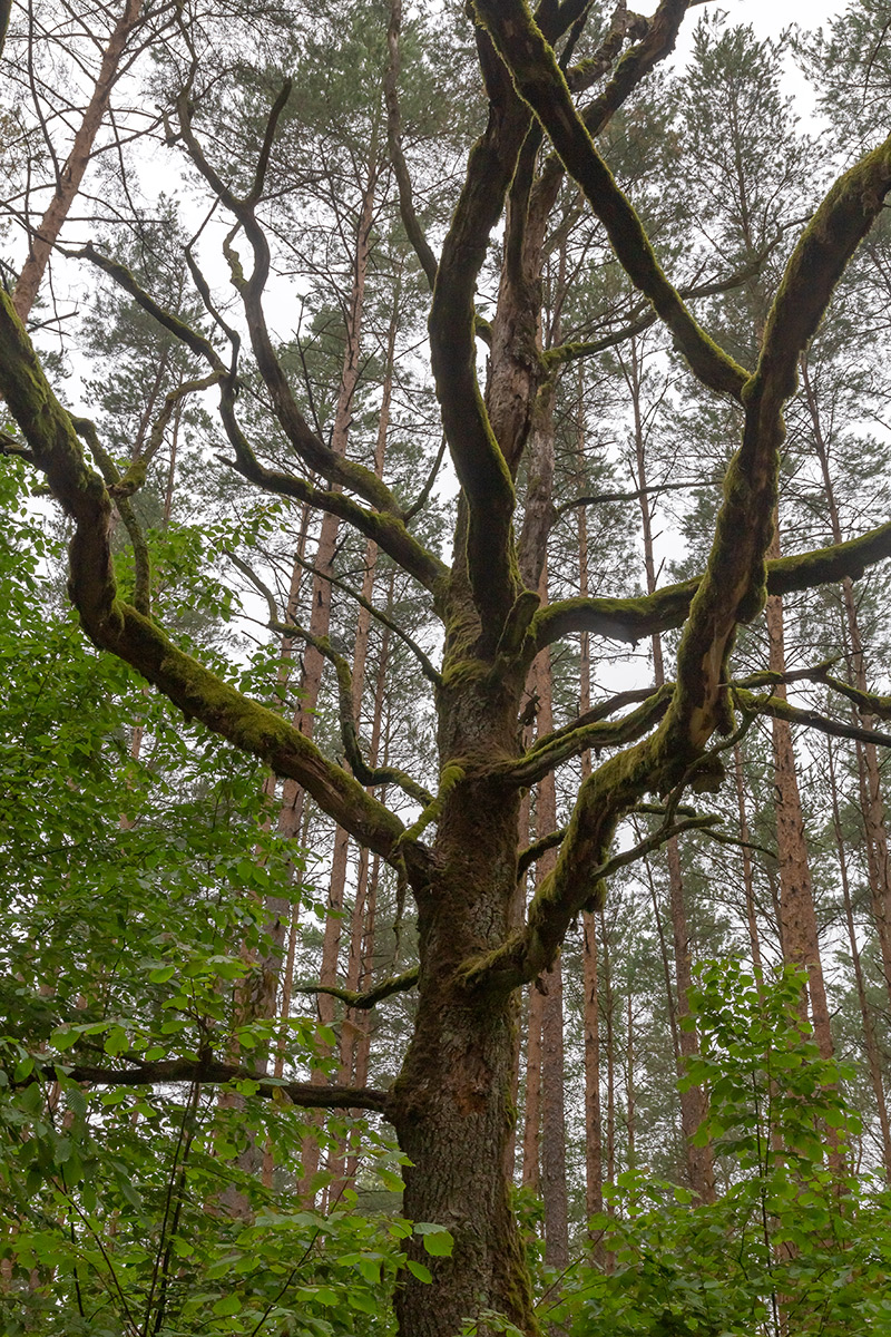 Изображение особи Quercus robur.