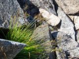 Festuca chionobia. Растение на каменной россыпи. Хабаровский край, р-н имени Лазо, массив горы Ко, вблизи седловины между горами Столовая и Ко, выс. ≈ 1760 м н.у.м. 02.08.2026.