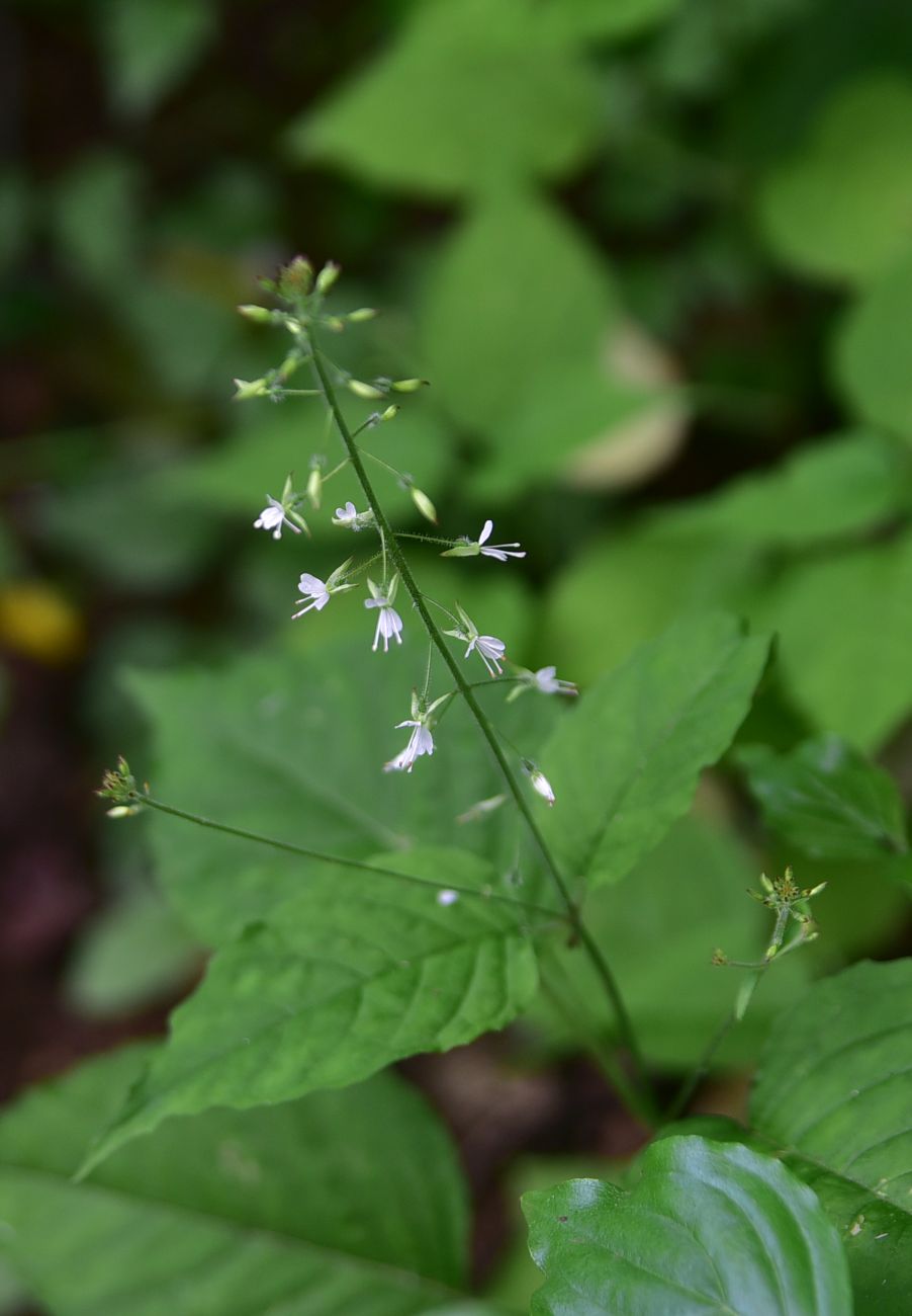 Image of Circaea × intermedia specimen.