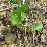 род Taraxacum