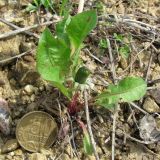 genus Taraxacum. Розетка листьев с бутоном. Смоленская обл., Смоленский р-н, окр. пос. Каспля, склон доломитового холма. 08.05.2011.