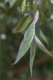 род Salix