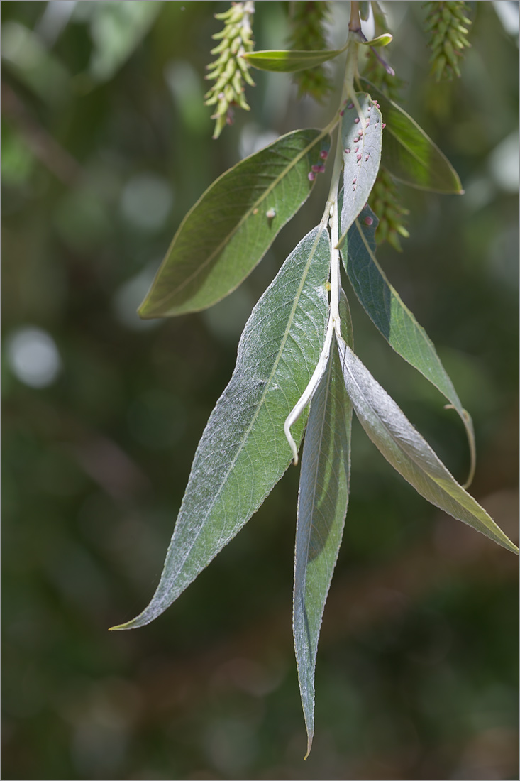 Изображение особи Salix alba.