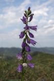 Campanula ruthenica. Соцветие. Краснодарский край, м/о г. Новороссийск, Маркотхский хр., Андреевский пер., петрофитная степь. 8 августа 2026 г.