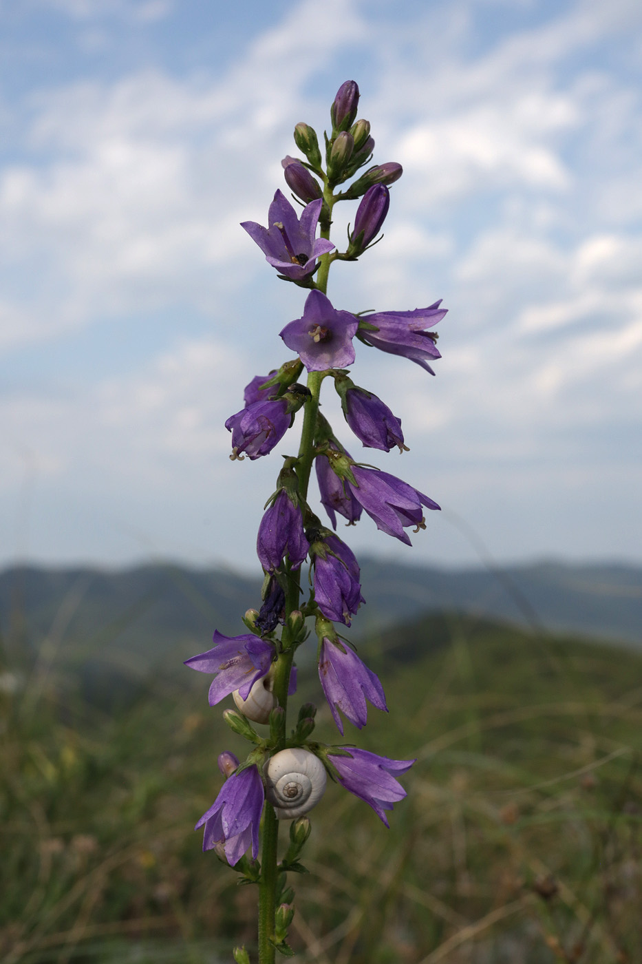 Image of Campanula ruthenica specimen.