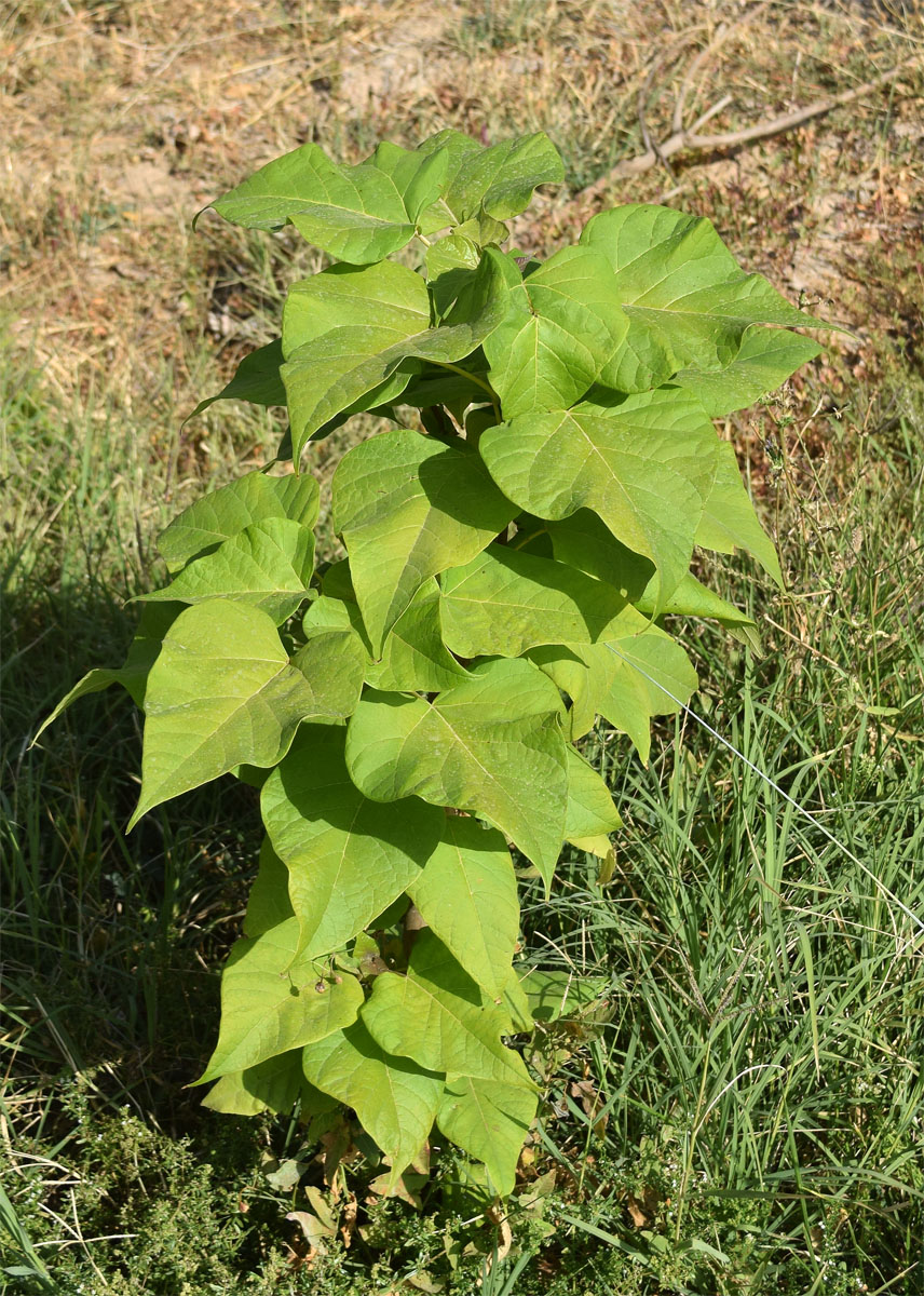 Image of Paulownia tomentosa specimen.