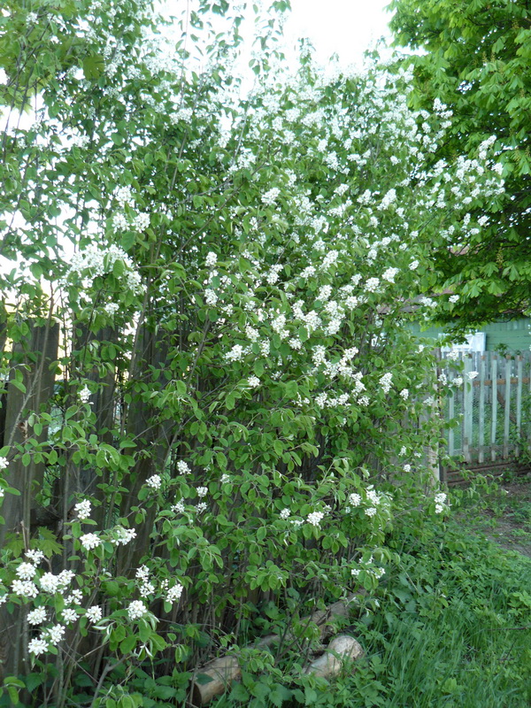 Image of Amelanchier spicata specimen.