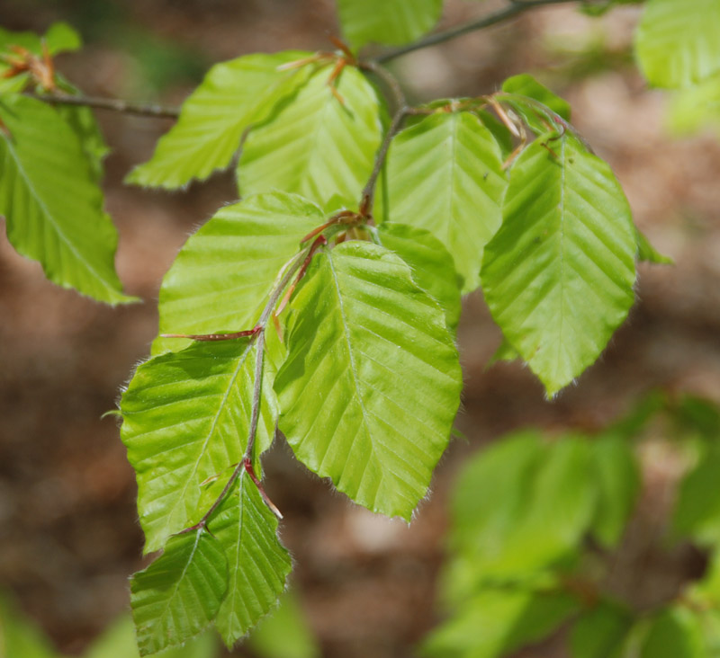 Image of Fagus &times; taurica specimen.