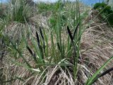 genus Carex
