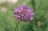 Allium severtzovioides