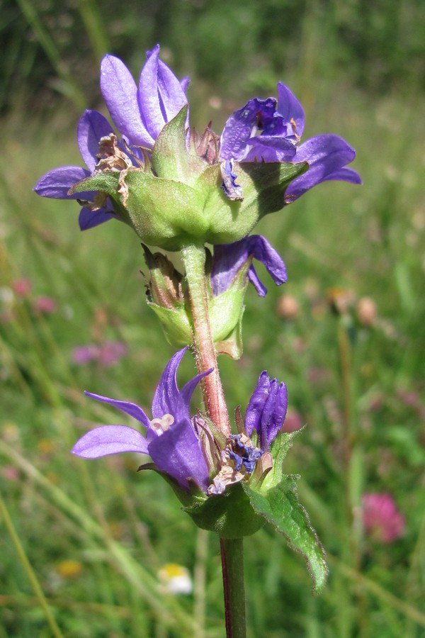 Изображение особи Campanula glomerata.