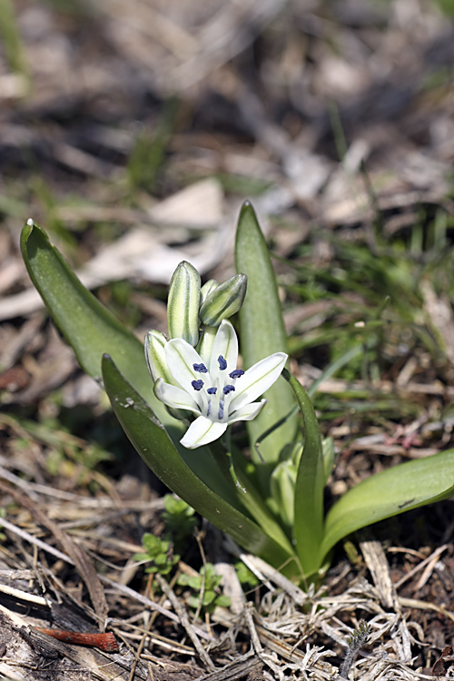 Изображение особи Scilla puschkinioides.