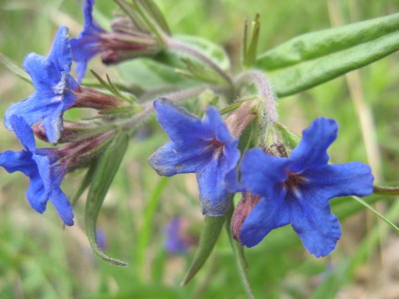 Изображение особи Aegonychon purpureocaeruleum.