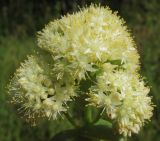 Hylotelephium maximum