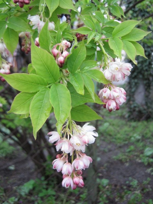 Изображение особи Staphylea pinnata.