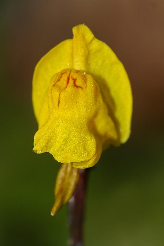 Изображение особи Utricularia &times; neglecta.