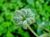 Lupinus pilosus. Разворачивающийся лист. Израиль, Шарон, Кфар Шмариягу, сосновая роща. 09.01.2008.