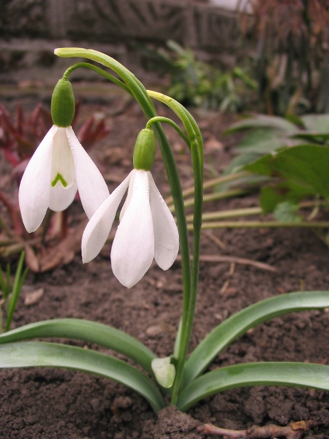 Изображение особи Galanthus alpinus.