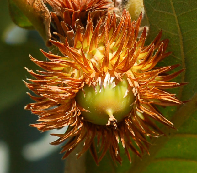 Изображение особи Quercus dentata.