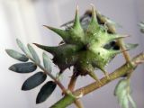 Tribulus terrestris