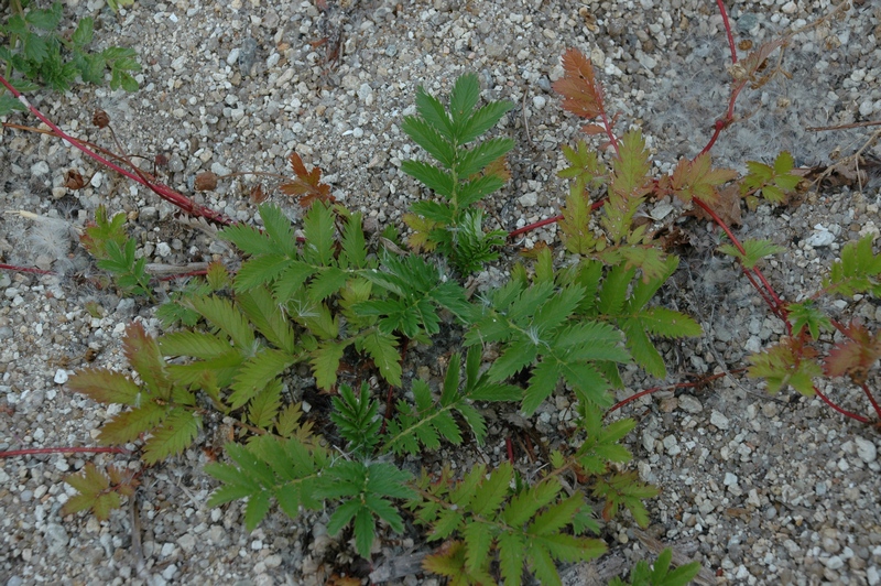 Изображение особи Potentilla anserina.