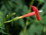 Ipomoea × multifida