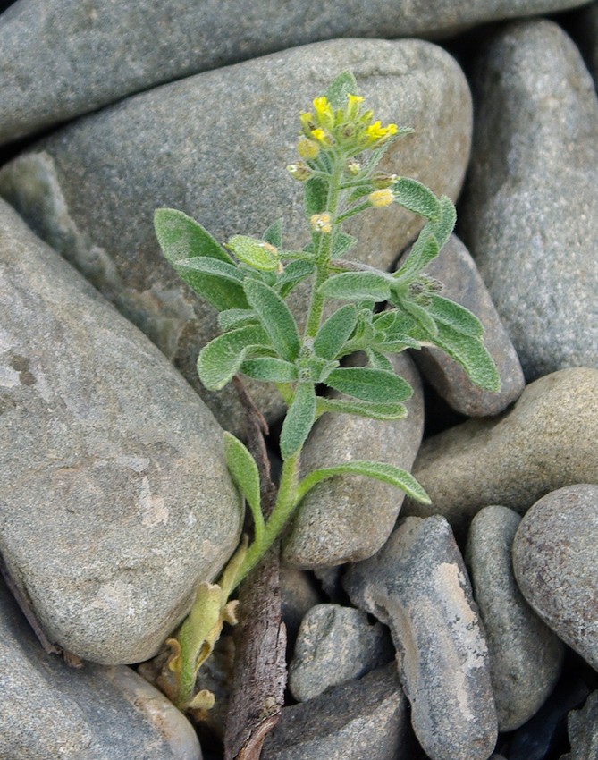 Изображение особи Alyssum simplex.