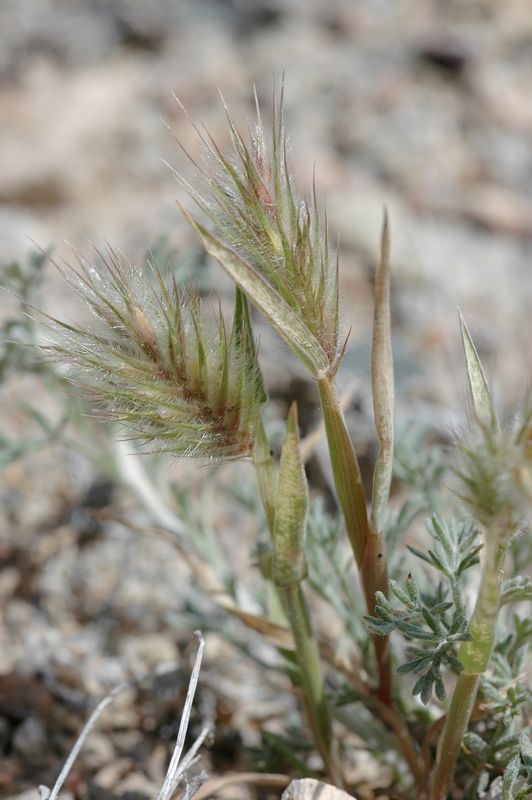 Image of Eremopyrum distans specimen.