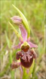 Ophrys mammosa подвид caucasica. Цветок. Черноморское побережье Кавказа, Новороссийск, окр. мыса Шесхарис, шибляк. 9 мая 2011 г.