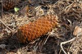 Picea abies. Созревшая шишка. Московская обл., Раменский р-н, окр. дер. Хрипань, смешанный лес. 01.05.2006.