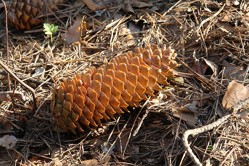 Изображение особи Picea abies.