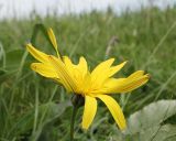 Tragopogon reticulatus