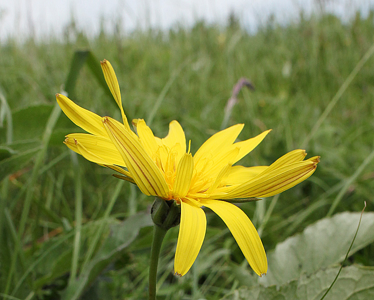 Изображение особи Tragopogon reticulatus.