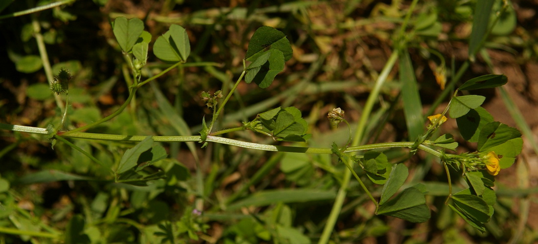 Image of Medicago arabica specimen.