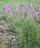 Astragalus macropus