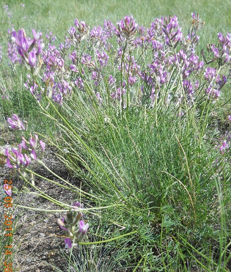 Изображение особи Astragalus macropus.