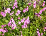 Phlox stolonifera