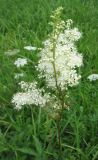 Filipendula ulmaria