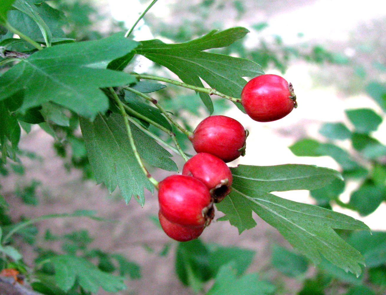 Image of Crataegus monogyna specimen.