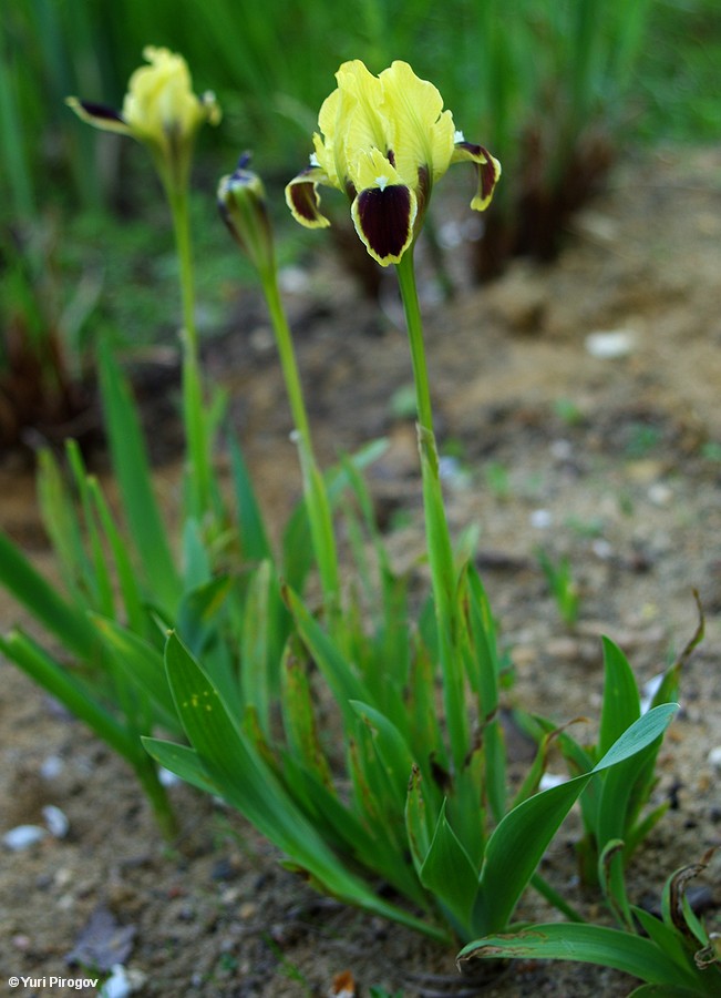 Image of Iris pumila specimen.