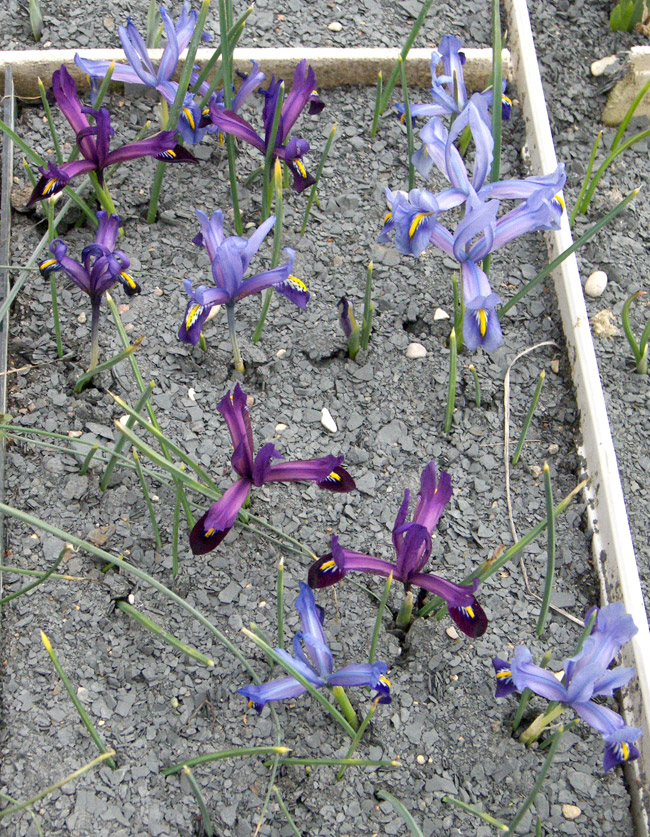 Изображение особи Iridodictyum reticulatum.