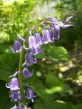 Hyacinthoides hispanica