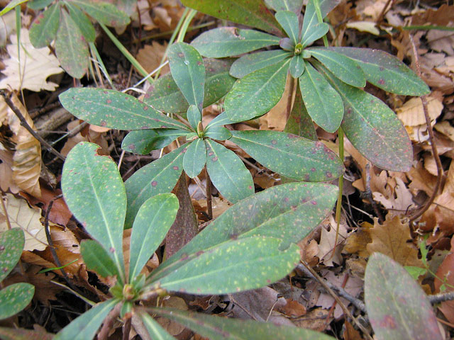 Image of Euphorbia amygdaloides specimen.