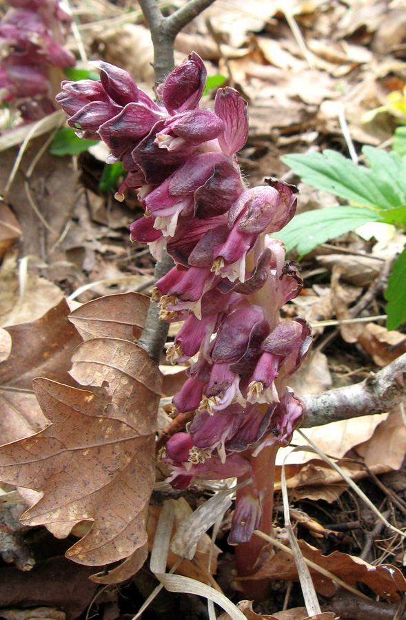 Изображение особи Lathraea squamaria.