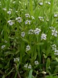 Valerianella locusta